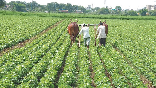 विदर्भातील कृषी पीकांचे उत्पादन व उत्पादकतेचा अभ्यास