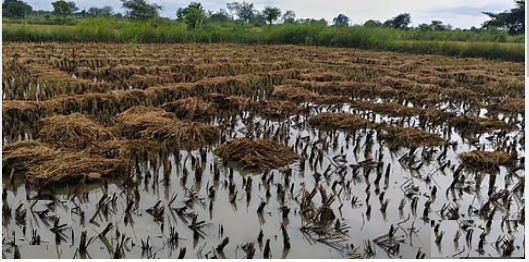 हवामान बदल आणि त्याचा चंद्रपूर जिल्ह्यातील कृषी उत्पादनक्षमतेवर परिणाम