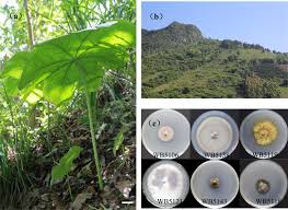 “DIVERSITY OF ENDOPHYTIC FUNGI IN MEDICINAL PLANTS AND  THEIR ANTIBACTERIAL POTENTIAL”