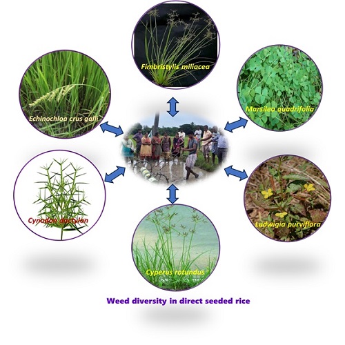 “ECOLOGICAL ANALYSIS OF WEED FLORA ASSOCIATED WITH PADDY  CULTIVATION IN REWA DISTRICT, MADHYA PRADESH”