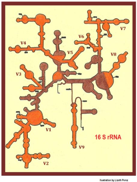 ANALYSIS OF 16S RIBOSOMAL RNA GENE SEQUENCEANDUSED AS A RAPID TOOL FOR IDENTIFICATION OF BACTERIA