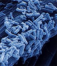 MICROBIAL PROTEASE: A POTENT INDUSTRIAL TOOL