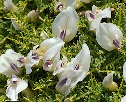 REAR ASTRAGALUS SPECIES THAT SPREAD IN THE NAKHCHIVAN AUTONOMOUS REPUBLIC TERRITORY