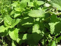 MEDICINAL PLANTS USED TO TREAT SKIN DISEASE IN CUDDALORE DISTRICT TAMIL NADU