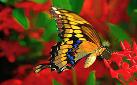 BUTTERFLY FAUNA OF NAMBOR AND GARAMPANI WILDLIFE SANCTUARY, ASSAM, INDIA