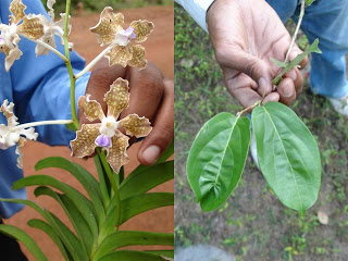 STUDIES ON HOST - PARASITE PHYSIOLOGY OF SYZYGIUM CUMINI(L.) SKEELS AND CASSYTHA FILIFORMIS L.
