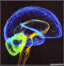 EV ALUA TION OF  ANTIDEPRESSANT  ACTIVITYIN  CENTRALNERVOUS SYSTEM OFMICE MODEL USING AQUEOUS EXTRACTOF DIGERAMURICAT A