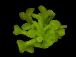 HIGH-FREQUENCYREGENERA TION VIADIRECTSOMA TIC  EMBRYOGENESIS OF  AN ELITE RECALCITRANTMUSA (BANANA CVPURAKAL) BYUSING SUCKER AS AN EXPLANT