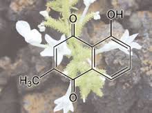 THE POTENTIAL  ANTICANCER ACTIVITYOFSAUDI  ARABIA  AJW AH DA TES (PHOENIX DACTYLIFERA)