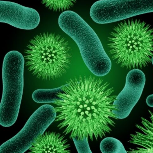 ISOLA TION AND CHARACTERIZA TION OF PHOSPHOBACTERIAL ISOLA TES FROM BHENDI  RHIZOSPHERE SOILS OFCUDDALORE DISTRICT