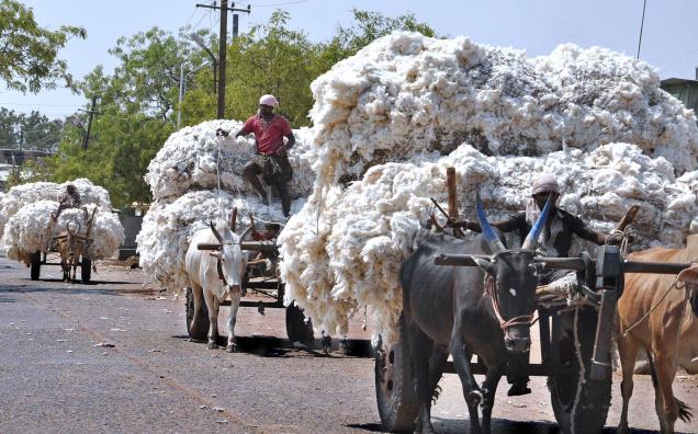 PROFILE CHARACTERISTICS OFCOTTON F ARMERS IN  KURNOOLDISTRICTOF  ANDHRAPRADESH 