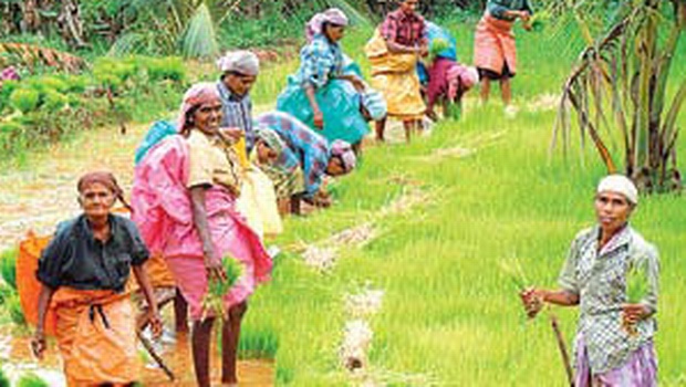 INFORMA TION SUPPORTSYSTEM FOR P ADDY CUL TIV A TORS IN THIRUV ALLUR DISTOF T AMILNADU: ACASE STUDY