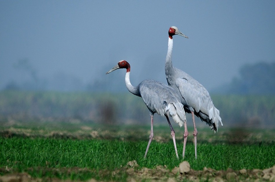 ORNITHOF AUNAOFSOLAPUR (MS), INDIA.