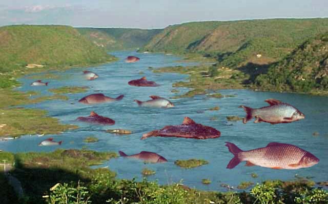ICTHYOFAUNAL DIVERSITY OF KUSHESHWAR ASTHAN CHAURS, DARBHANGA DISTRICT OF BIHAR