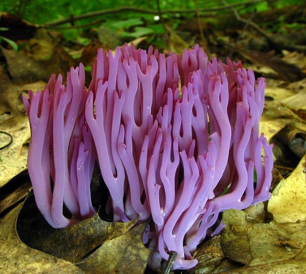AQUATIC FUNGI FROM NORTH MAHARASHTRA-VI