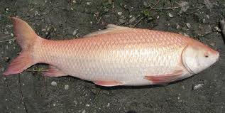 HISTOPATHOLOGICAL CHANGES IN THE GILL TISSUE OF THE FISH LABIO ROHITA EXPOSED TO UNTREATED AND TREATED AMLAI PAPER MILL EFFLUENT