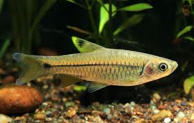 TOXICITYAND BIOACCUMULATION OF CADMIUM IN THE FISH, RASBORA - DANICONIUS