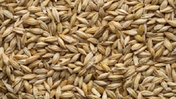 CHARACTERIZATION OF BARLEY SUCROSE PHOSPHATE SYNTHASE