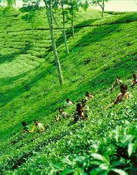 PROBLEMS OF  AGRICUL TURALMARKETING  IN  ASSAM: A TECHNICAL  ANAL YSIS