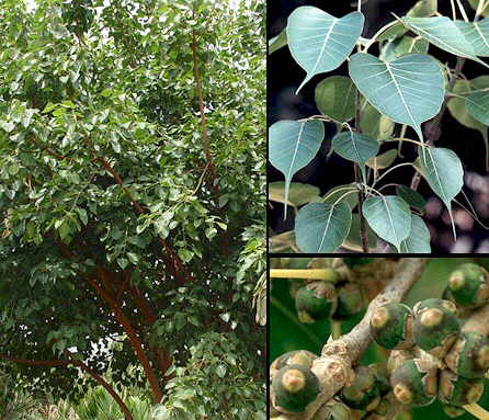 BIOCONVERSION OF FICUS RELIGIOSAINTO  ECO – FRIENDL YMANURE BYUSING EPIGEIC  EARTHWORM EISENIAFETIDA