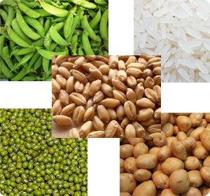 GROWTH IN SELECTED CROPS OF THE RABI SEASON IN AGRICULTURAL DEVELOPMENT IN KARNATAKA