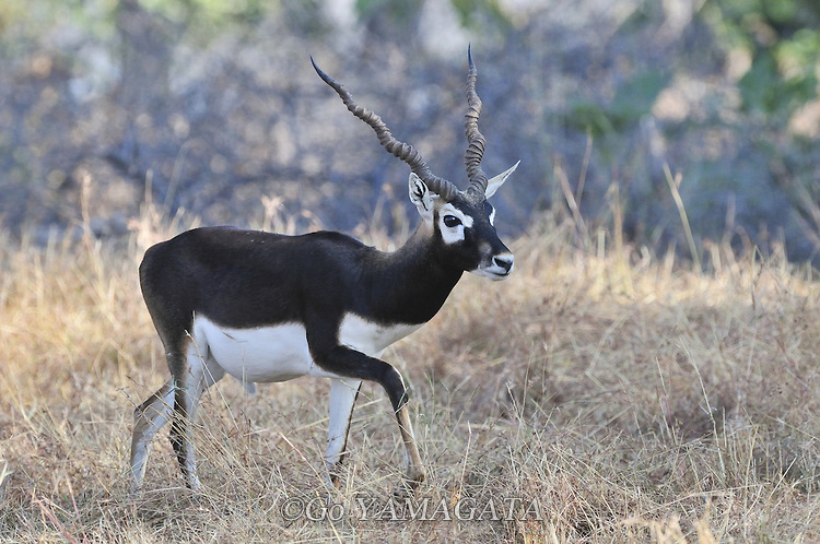 HARD TICKS INDUCED HAEMATOLOGICAL CHANGES IN BLACK BUCK (ANTILOPE CERVICAPRA)
