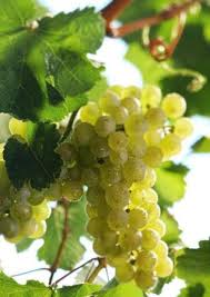 GROWTH OF GRAPEVINE CULTIVTION IN SANGLI DISTRICT