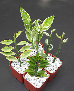 ALUMINIUM PHYTOREMIDIATION POTENTIAL OF PEDILANTHUS VARIETIES