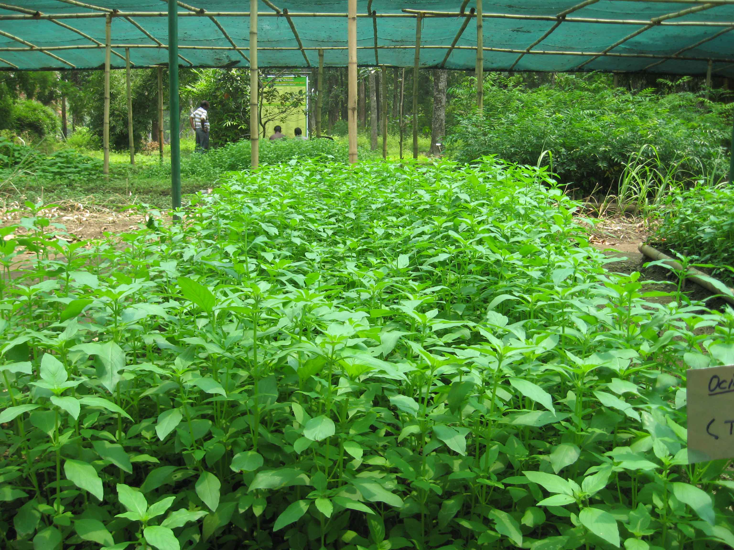 STUDY OF MEDICINAL PLANTS WITH RESPECT  TO GEOGRAPHICAL REGION OF AUNDHA-I