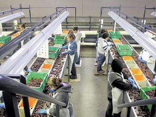 NEED OF FOOD PROCESSING INDUSTRY IN INDIA NEED OF FOOD PROCESSING INDUSTRY IN INDIA
