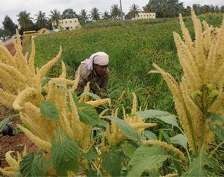 AGRICULTURAL PRODUCTIVITY IN KARNATAKA- A CASE STUDY OF SELECTED CROPS AGRICULTURAL PRODUCTIVITY IN KARNATAKA- A CASE STUDY OF SELECTED CROPS