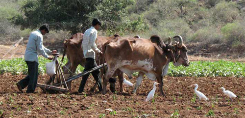 SCHEDULED CASTE FARMERS: A SOCIOLOGICAL STUDY