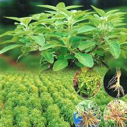 PROTEIN PROFILING OF TRICHODERMAHARZIANUM ISOLATED FROM DIFFERENT AGRO-CLIMATE ZONES OF KARNATAKA AND INTERACTION WITH COLEUS FORSKOHLII PROTEIN PROFILING OF TRICHODERMAHARZIANUM ISOLATED FROM DIFFERENT AGRO-CLIMATE ZONES OF KARNATAKA AND INTERACTION WITH COLEUS FORSKOHLII