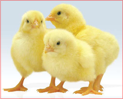 STUDIES ON COMPARATIVE EFFICACY AND PERFORMANCE INDEX OF EXPERIMENTAL CAECAL COCCIDIOSIS IN BROILER CHICKS TREATED WITH MERCURIUS CORROSIVUS. STUDIES ON COMPARATIVE EFFICACY AND PERFORMANCE INDEX OF EXPERIMENTAL CAECAL COCCIDIOSIS IN BROILER CHICKS TREATED WITH MERCURIUS CORROSIVUS.