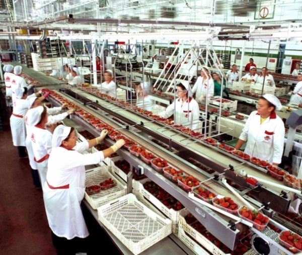 A STUDY OF FOOD PROCESSING