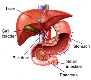 BENEFICIAL EFFECT OF ELLAGIC ACID AGAINST IRON INDUCED  OXIDATIVE DAMAGE IN THE LIVER OF RATS 