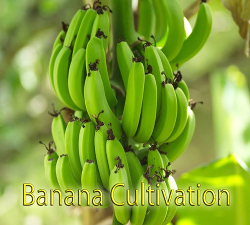 A STUDY ON PRODUCTION PROBLEMS FACED BY BANANA CULTIVATORS IN TAMILNADU – WITH SPECIAL REFERENCE TO TIRUCHIRAPPALLI AND THANJAVUR DISTRICTS A STUDY ON PRODUCTION PROBLEMS FACED BY BANANA CULTIVATORS IN TAMILNADU – WITH SPECIAL REFERENCE TO TIRUCHIRAPPALLI AND THANJAVUR DISTRICTS