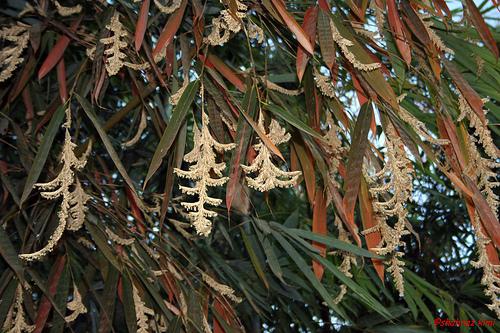MAUTAM: GREGORIOUS BAMBOO FLOWERING IN MIZORAM.