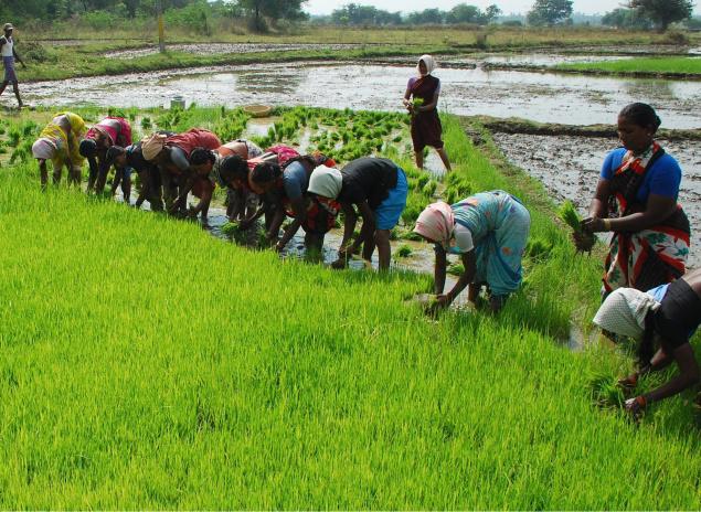 AGRICULTURAL TRENDS IN RATNAGIRI DISTRICT