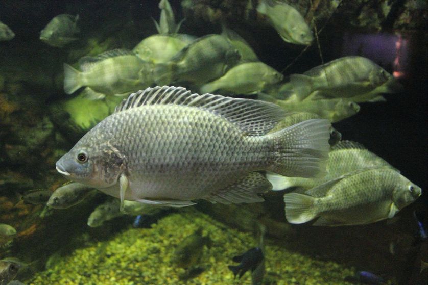 SEASONAL STUDY OF BIOCHEMICAL CONTENT AND IT’S RELATION  TO LENGTH,IN COMMERCIAL IMPORTANT FISHES FROM  RATNAGIRICOAST,MIRKARWADA. (M.S.)