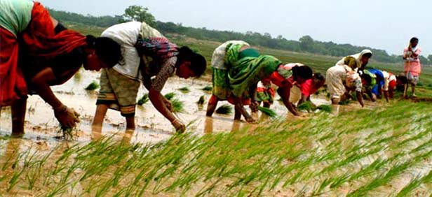 CONTRIBUTION OF TRIBAL WOMEN AND PROBLEMS FACED  BY THEM IN AGRICULTURAL ACTIVITIES IN NANDURBAR  DISTRICT OF MAHARASHTRA