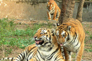 MAN-ANIMAL CONFLICT IN CHANDRAPUR DISTRICT OF  MAHARASHTRA, INDIA AND ITS RELATION WITH  ANTHROPOGENIC ACTIVITIES