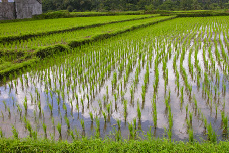 A SPATIO-TEMPORAL STUDY OF SELECTED  IRRIGATED CROPS IN WEST KHANDESH  REGION OF MAHARASHTRA. 