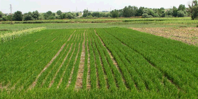 नंदुरबार जिल्हयातील शेतक-यांच्या पिक रचनेची प्रवृत्ती