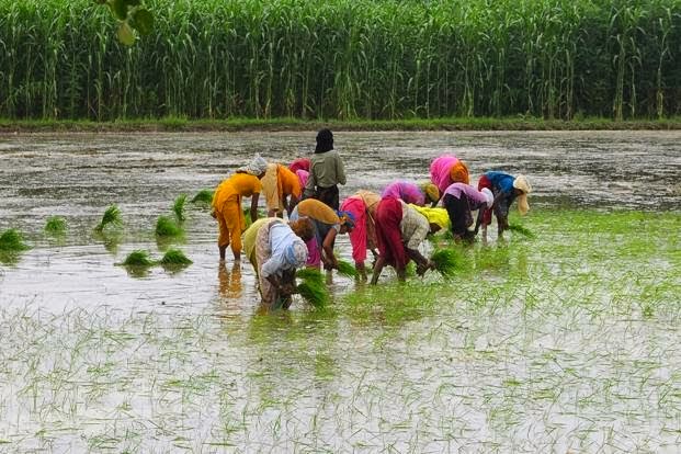 भारत में राष्ट्रीय सूक्ष्म सिंचाई मिशन का ग्रामीण आजीविका  व रोजगार पर प्रभाव – भविष्य की सम्भावनाओं के  परिपेक्ष्य में एक अध्ययन।