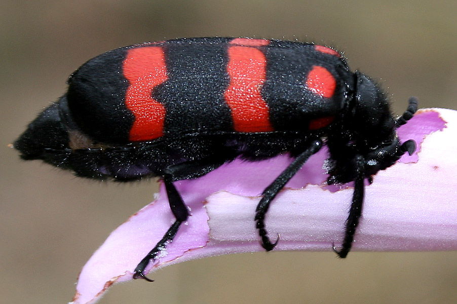 ASSESSMENT OF BRISTLE BEETLE (Mylabris pustulata :Meloidea)  PEST ON IPOMOEA CARNEA FROM NORTH PUNE  DISTRICT MAHARASHTRA, INDIA