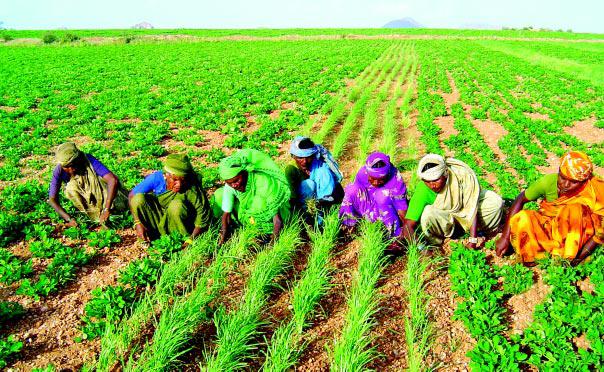 DIVERSIFICATION OF CROPPING PATTERN IN INDIA DIVERSIFICATION OF CROPPING PATTERN IN INDIA