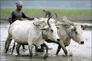 स्वातंञ्योत्तर काळातील राधानगरी तालूक्यातील पीक पध्दतीचा अभ्यास (1950 2000) स्वातंञ्योत्तर काळातील राधानगरी तालूक्यातील पीक पध्दतीचा अभ्यास (1950 2000)