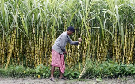 STUDY OF INSTABILITY IN PRODUCTION OF MAJOR FIELD CROPS OF KARNATAKA: DISTRICTWISE ANALYSIS USING NONPARAMETRIC TESTS