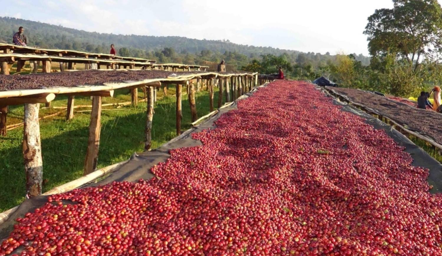 COFFEE ECONOMY OF INDIA: AN  ECONOMIC ANALYSIS